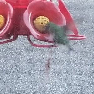 Meet your Posher, Shirley